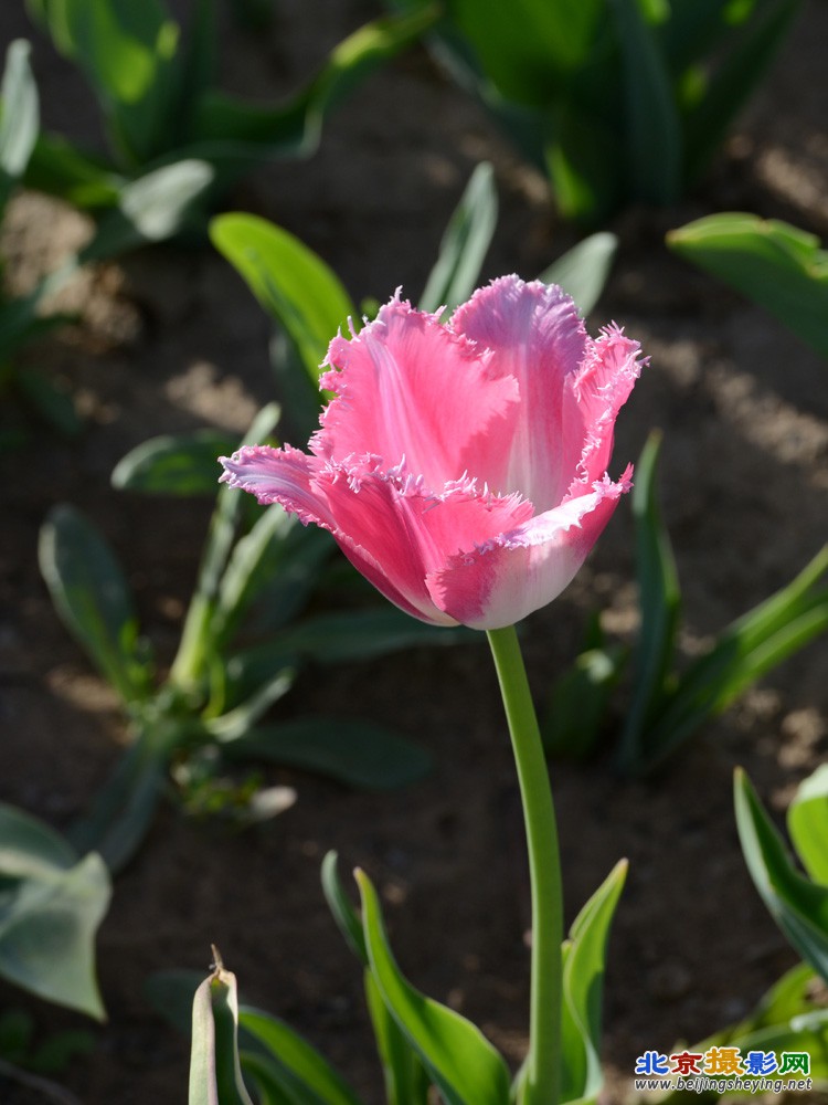 2013年鲜花港郁金香 (17).JPG