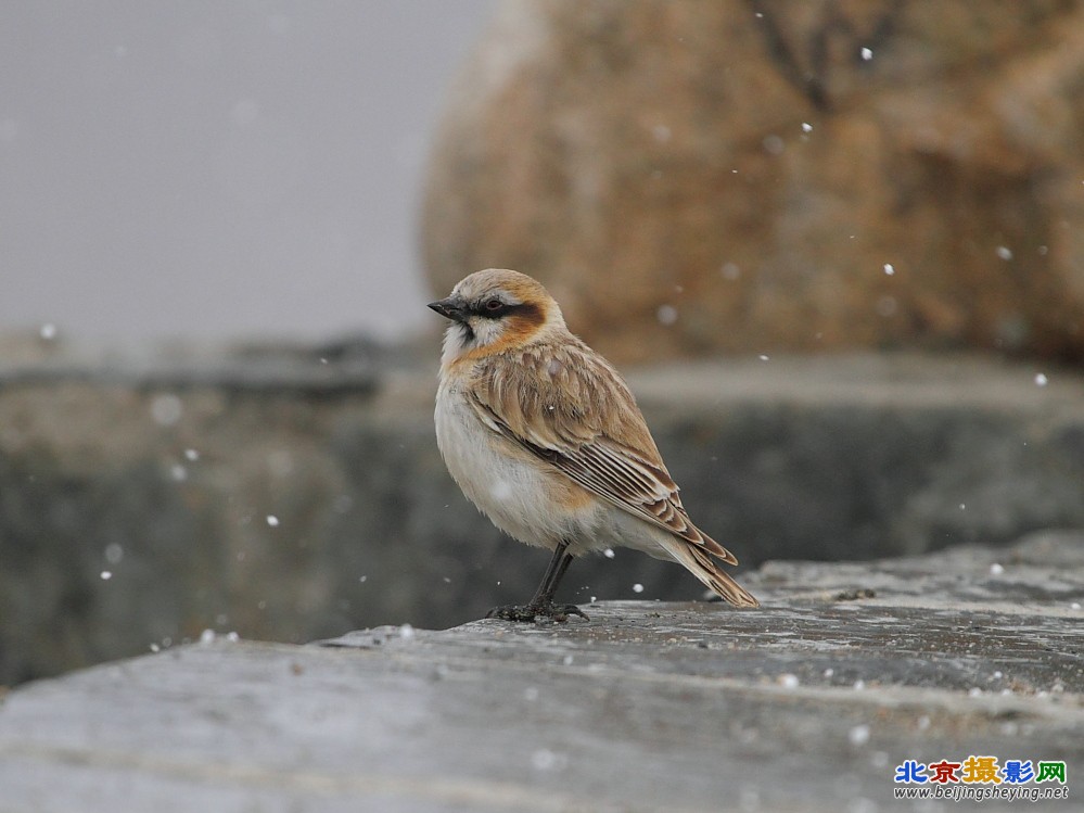 棕颈雪雀.JPG