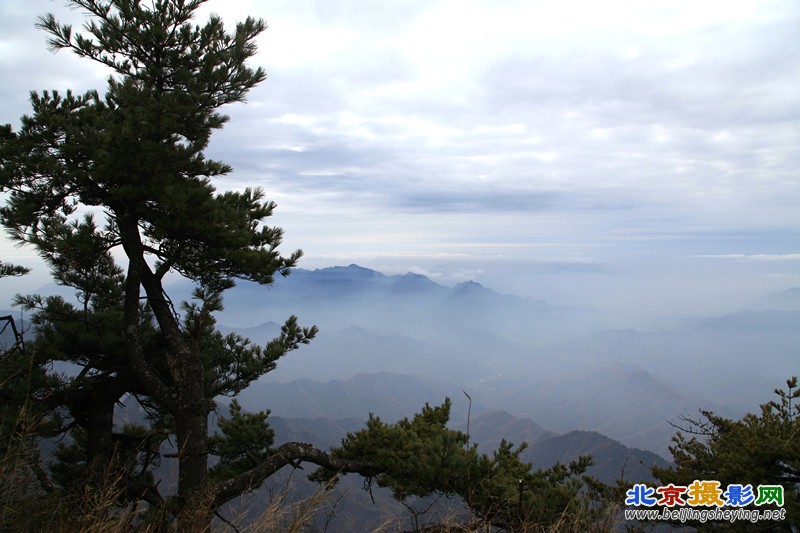 李淑华：13264071028《千山不老松》_副本_副本.jpg