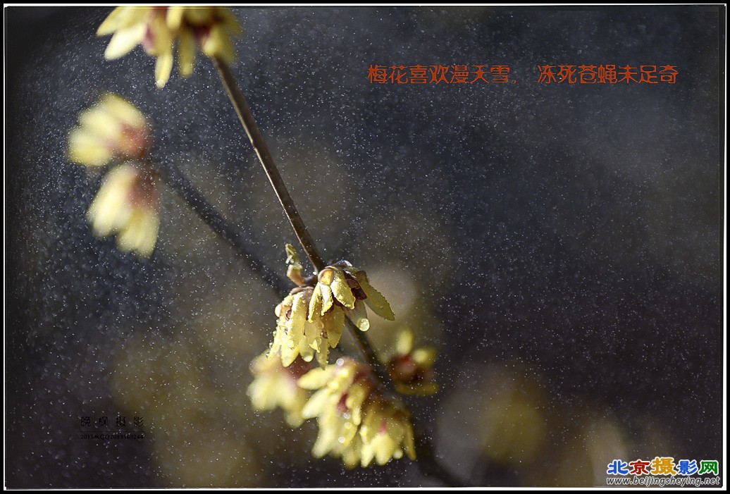 梅花喜欢漫天雪， 冻死苍蝇未足奇3.jpg