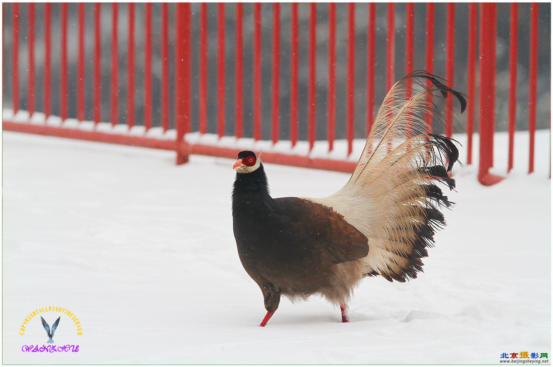 雪中褐马鸡13.jpg