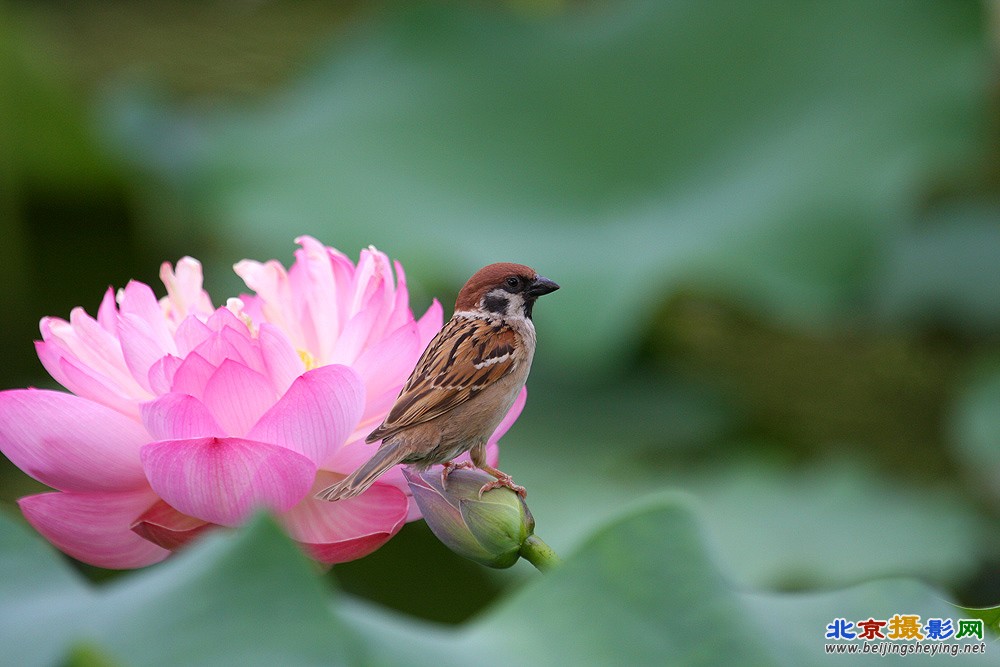 荷花麻雀01 (2).JPG