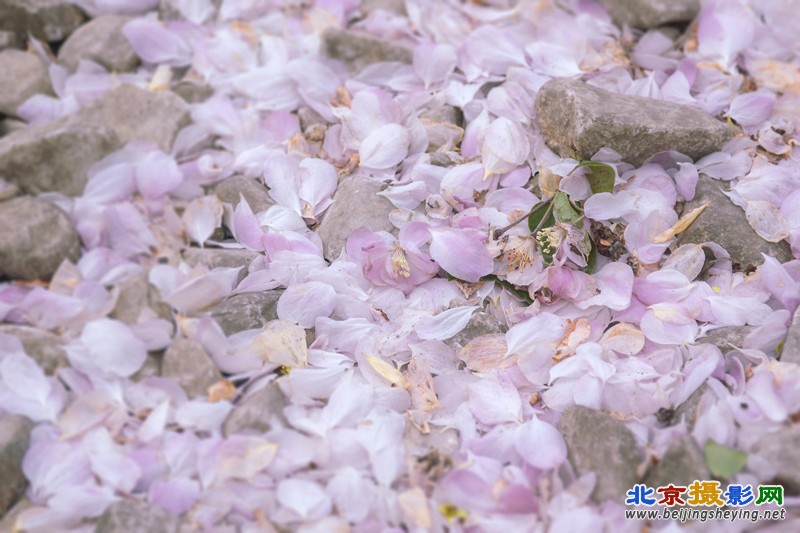 海棠花雨4.jpg