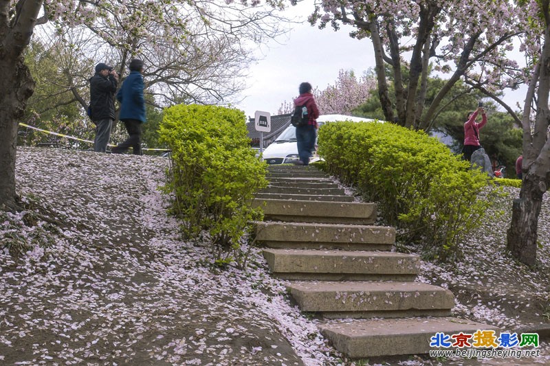 海棠花雨5.jpg