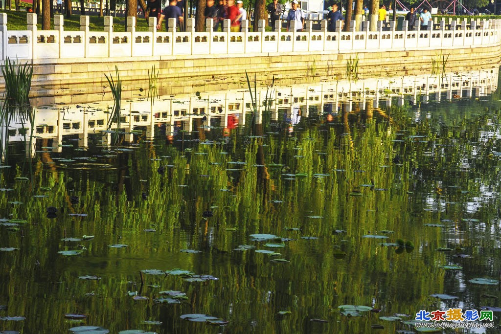 印象·莲花池初夏的早上10.jpg