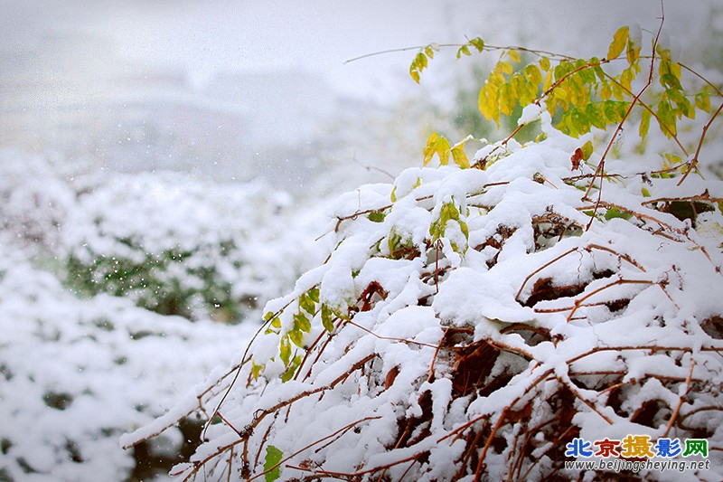 雪。雪。雪，雪中大观园 005.jpg