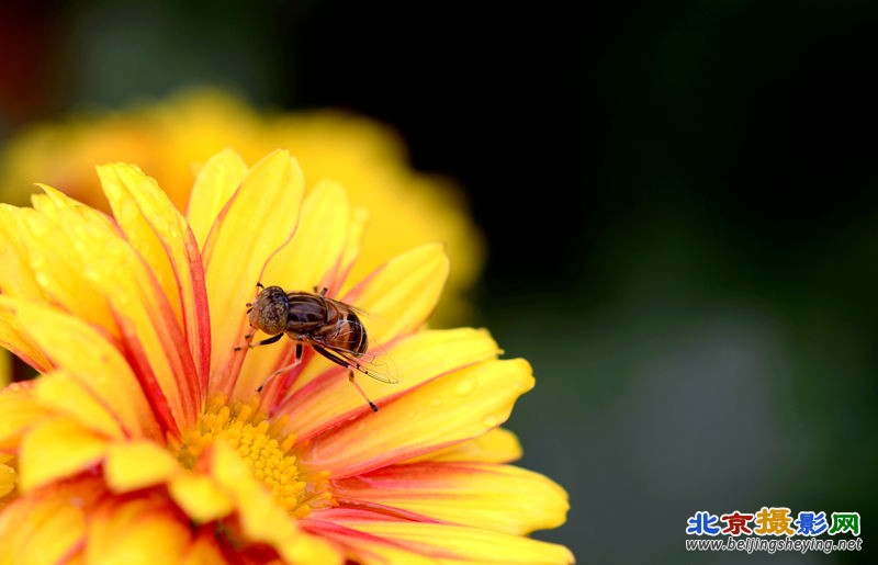 菊花与昆虫