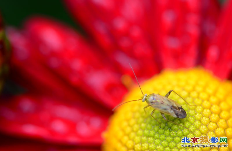 菊花与昆虫