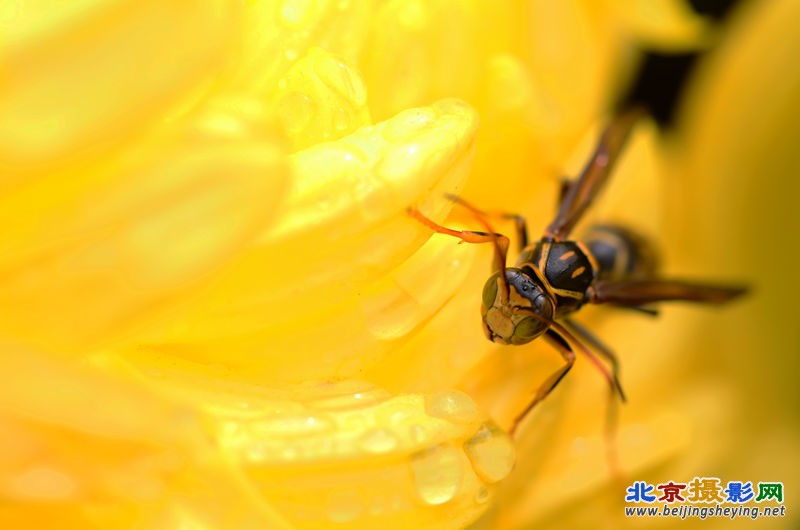 菊花与昆虫