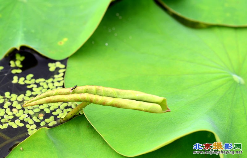 小荷才露尖尖角