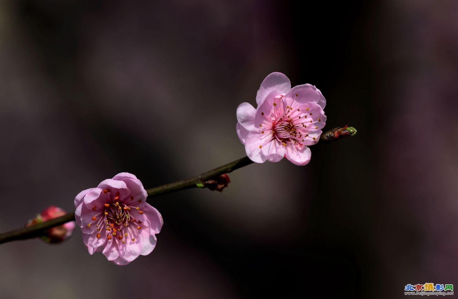 俏不争春之梅花