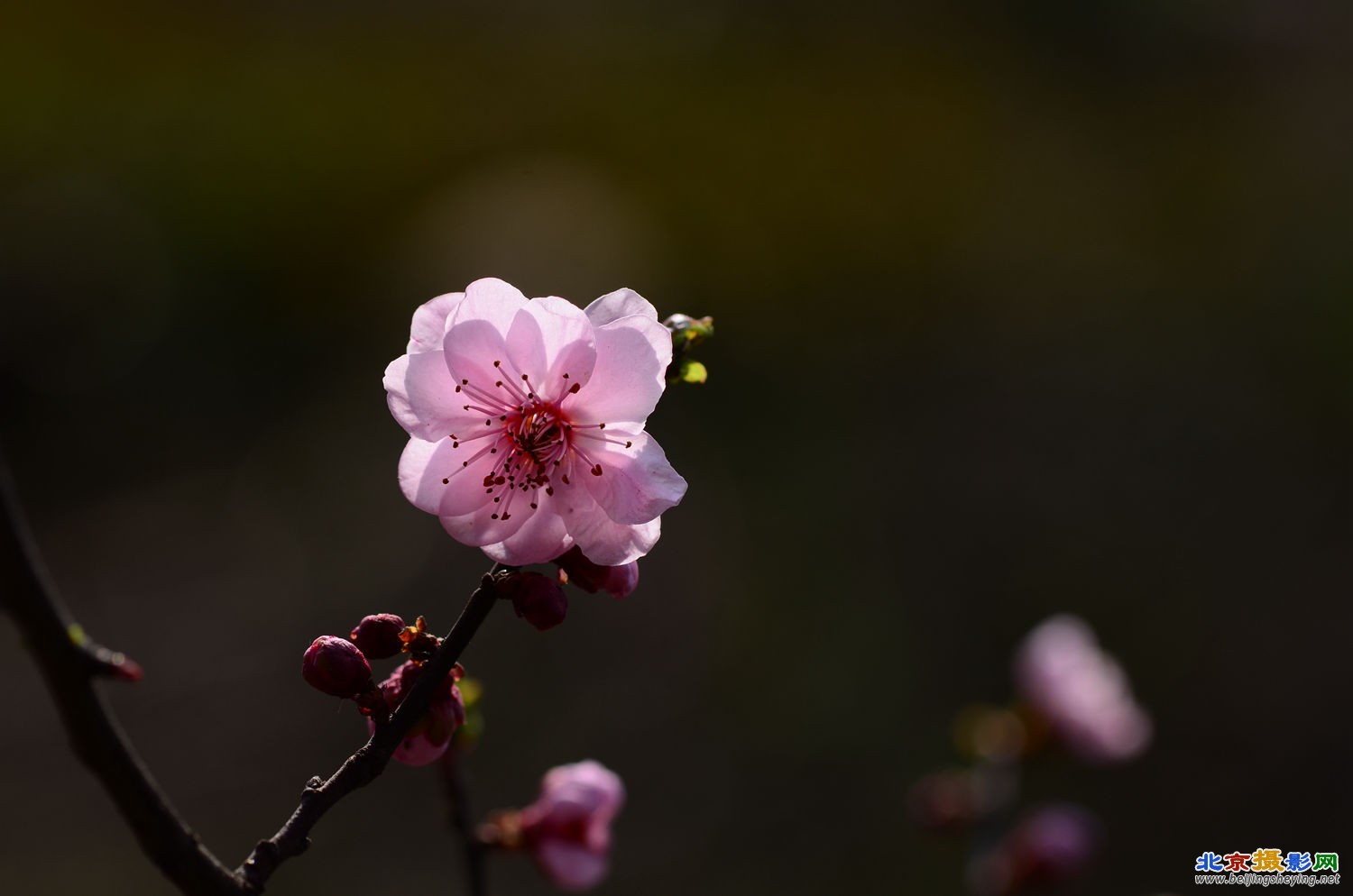 俏不争春之梅花