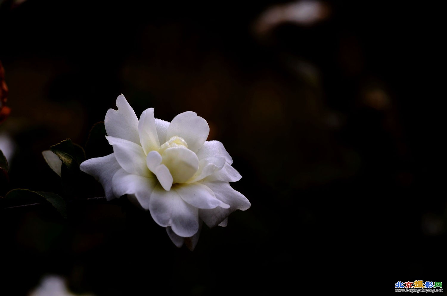 淡雅清纯----白茶花