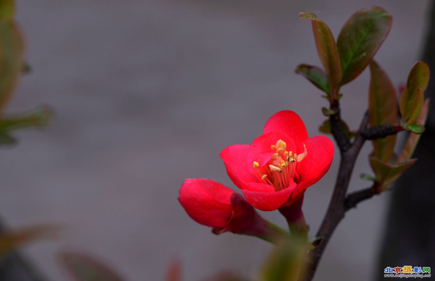 姹紫嫣红海棠花