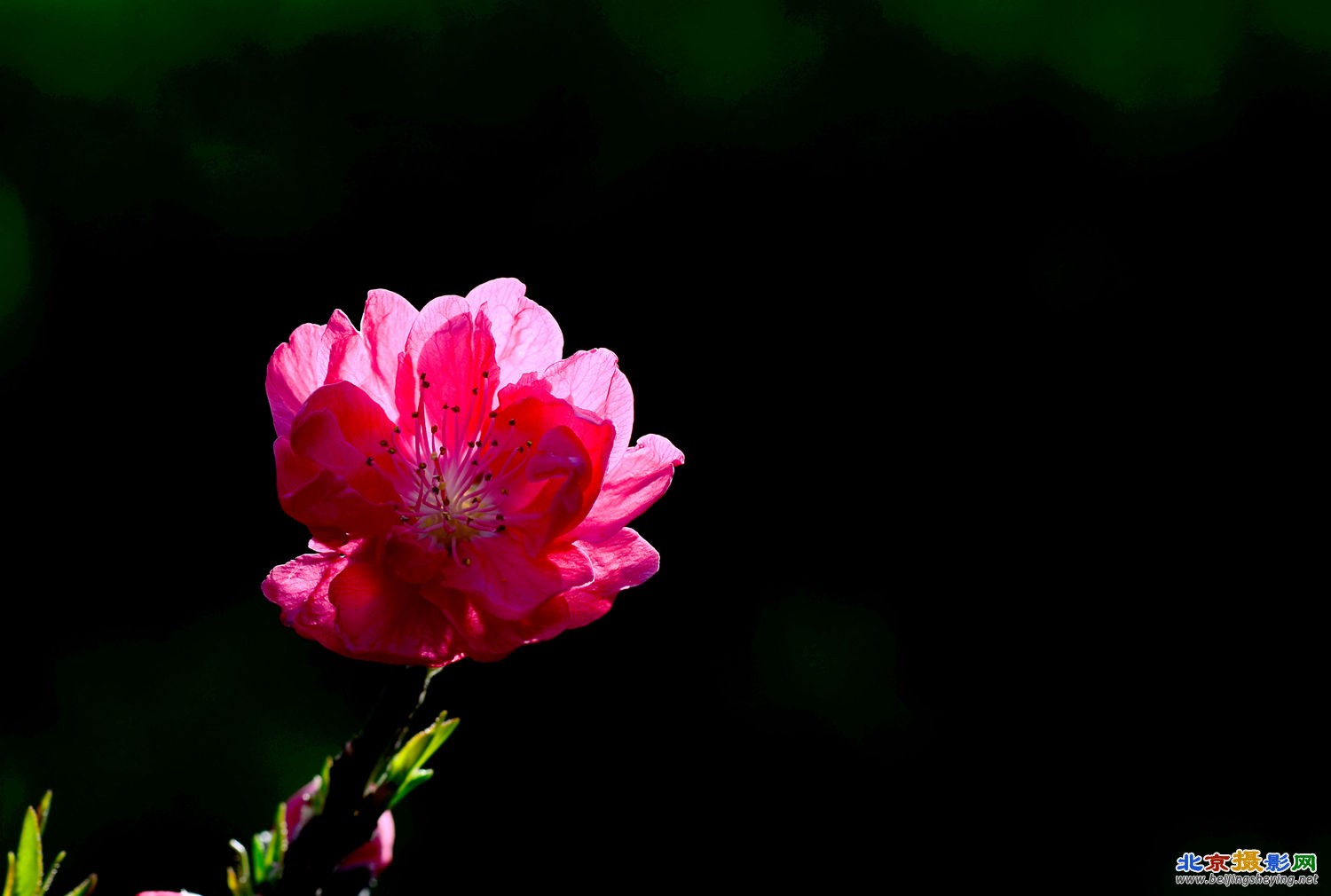 又见桃花开 一