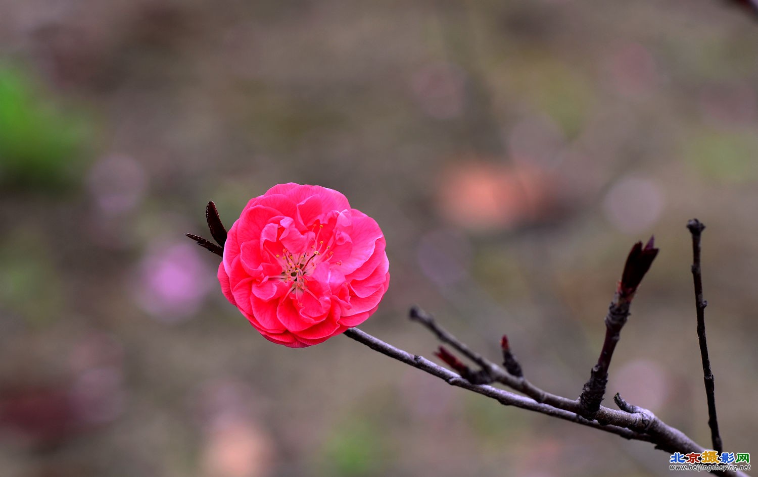 又见桃花开 一