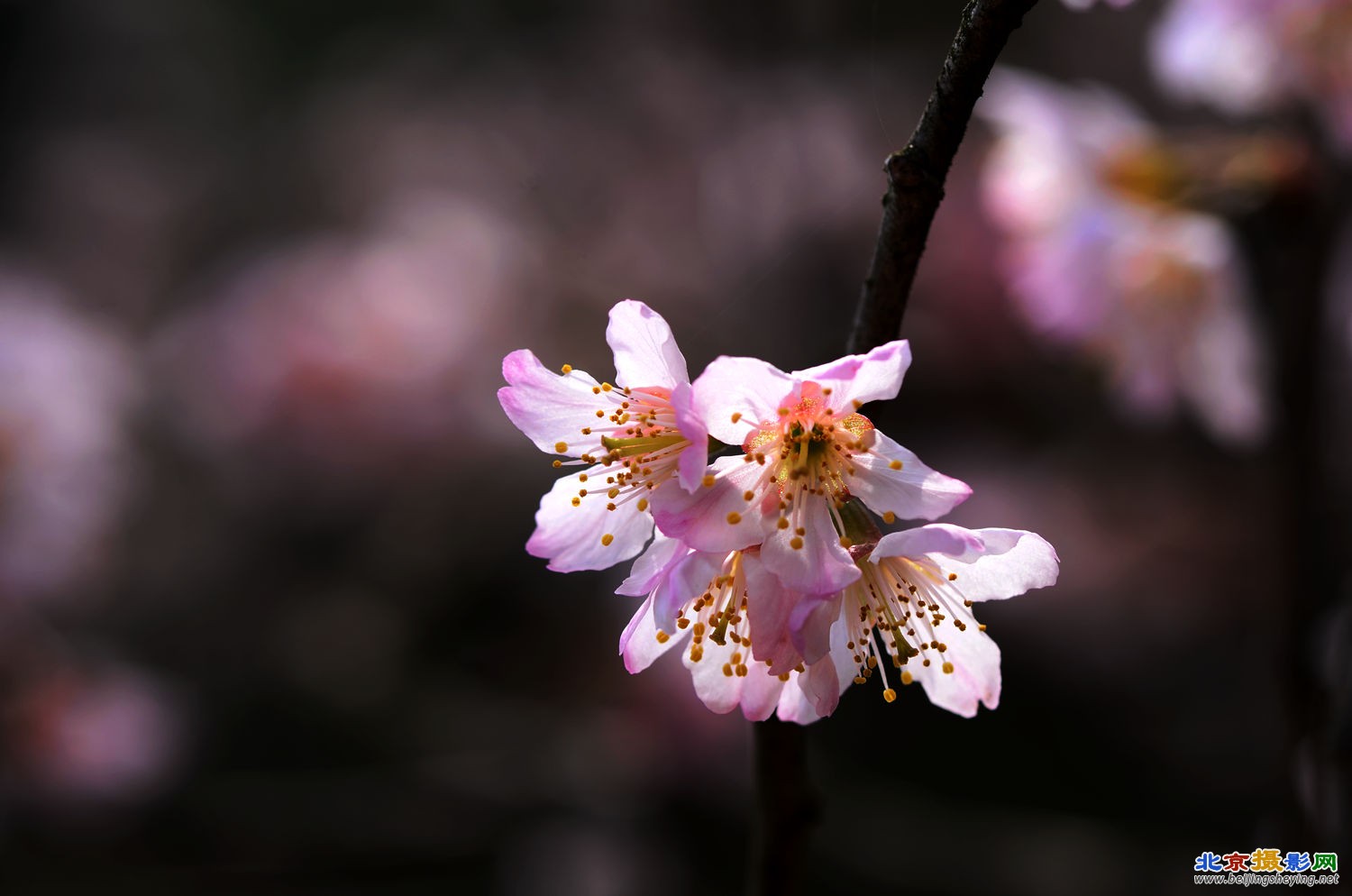 樱桃花开山雨红