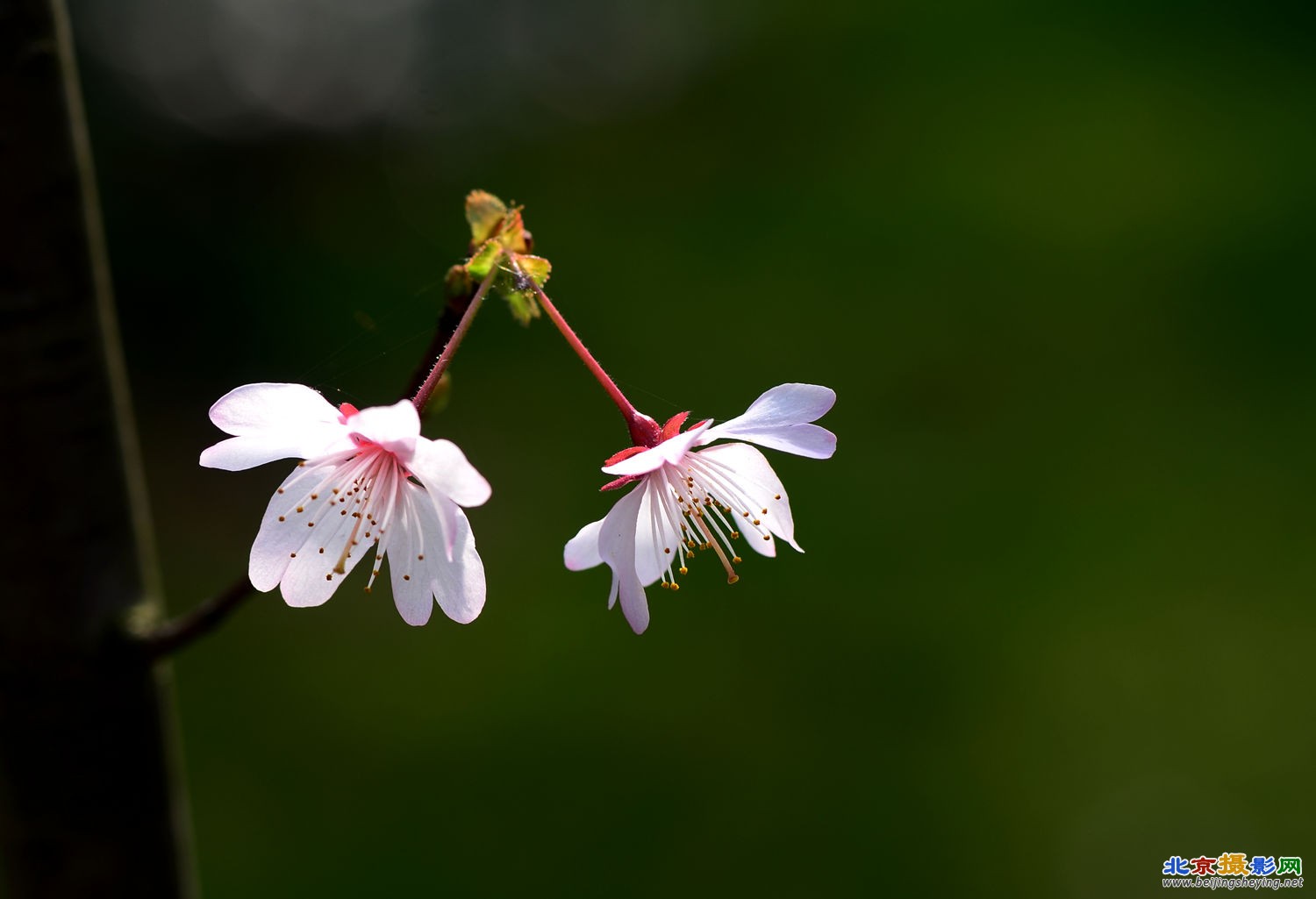 樱桃花开山雨红