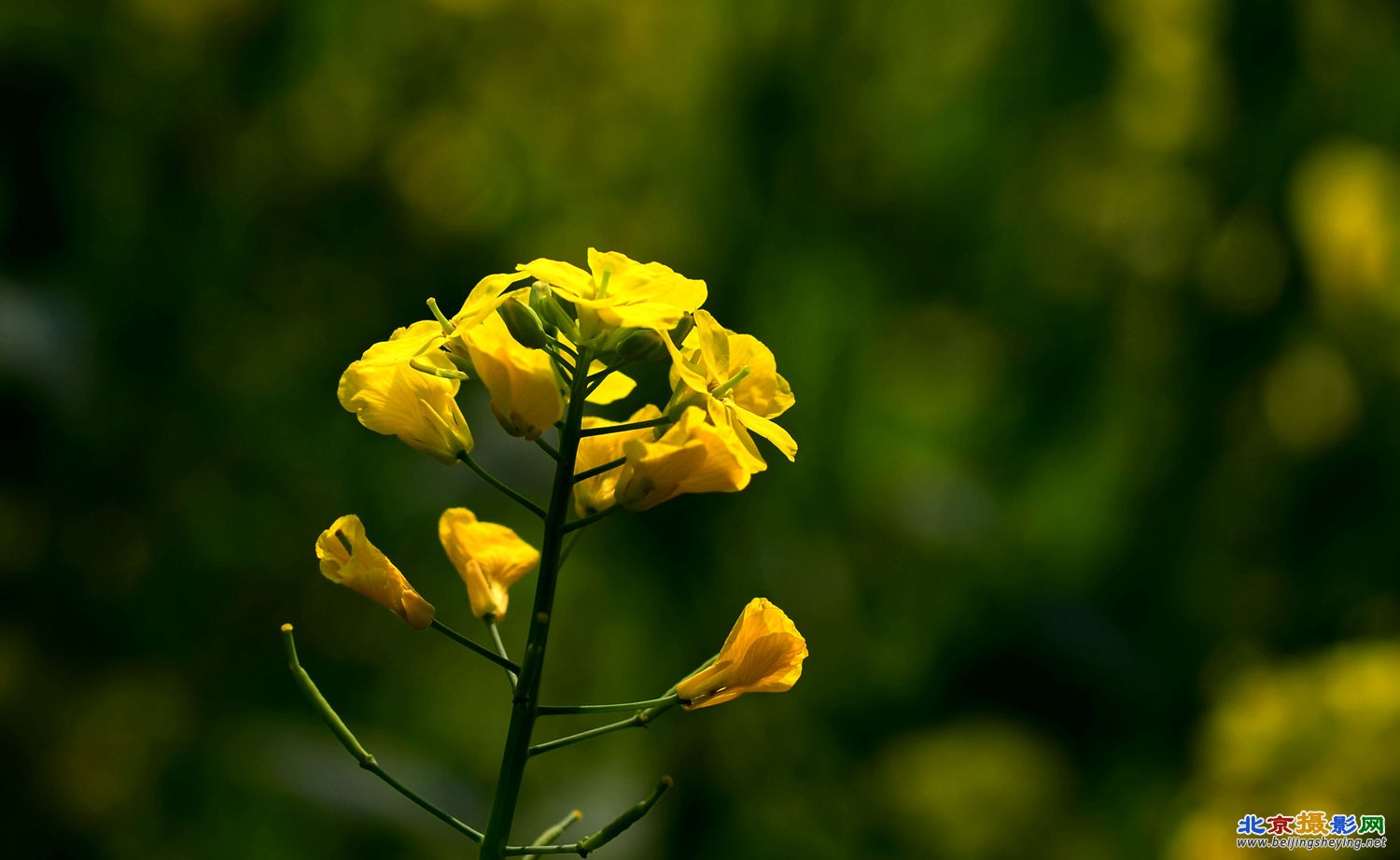 桃花落尽菜花黄