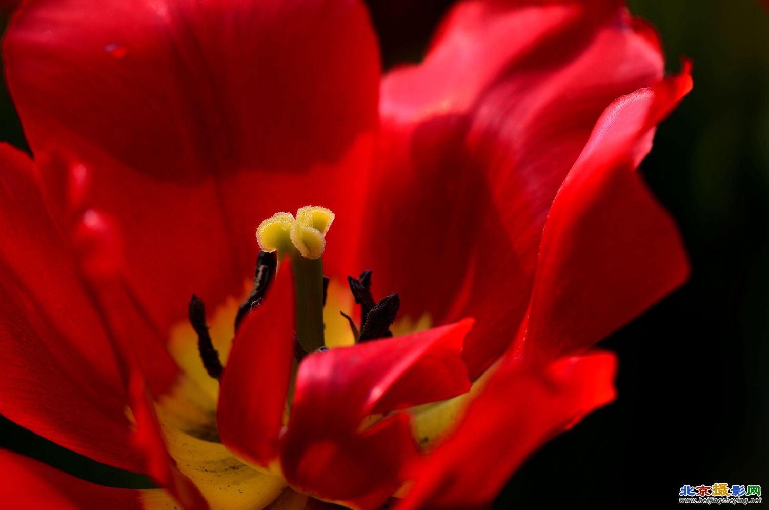 郁金香花蕊