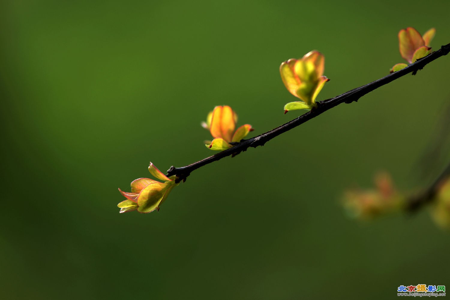 春芽初萌