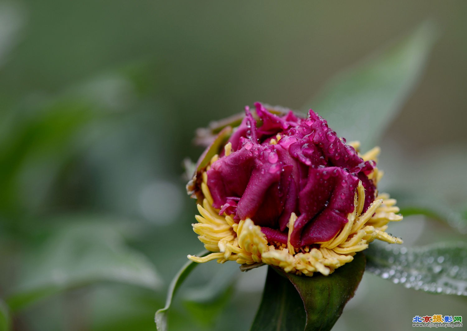 牡丹花蕊