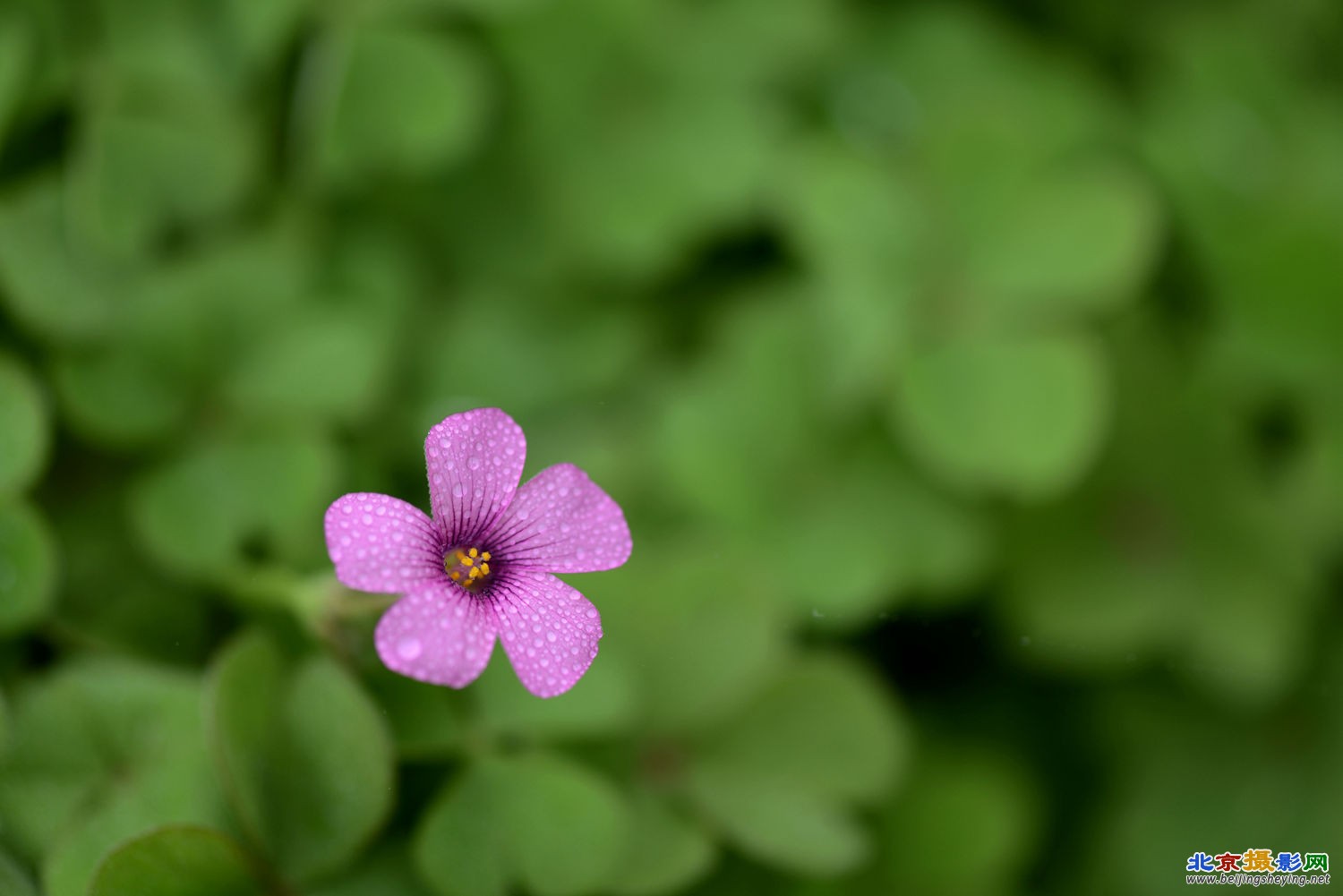 红花炸酱草