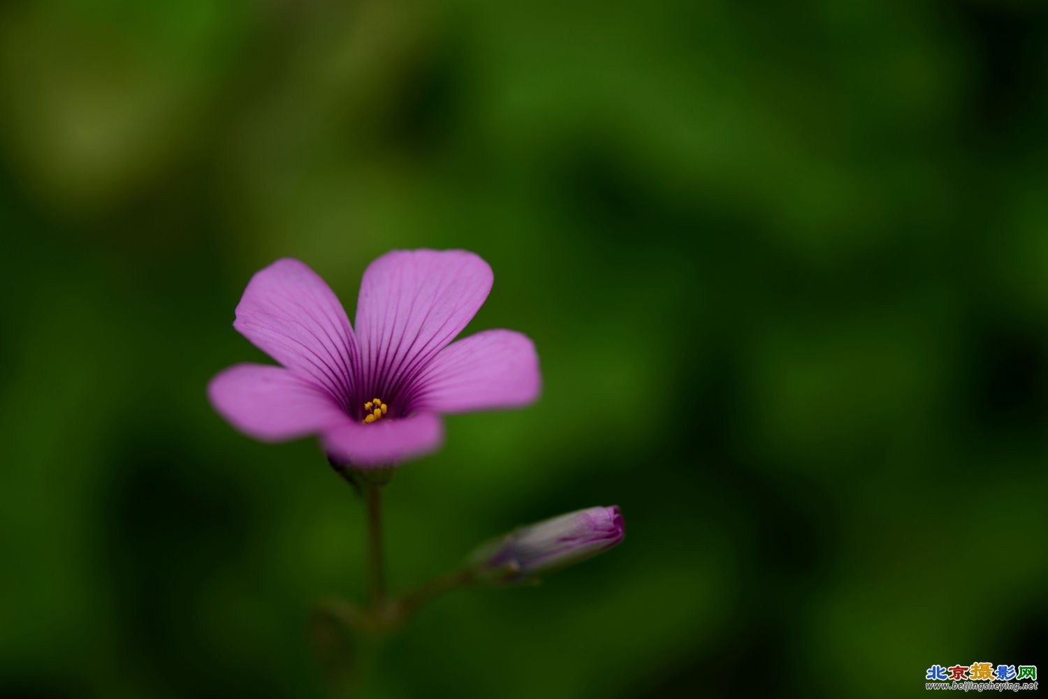 红花炸酱草