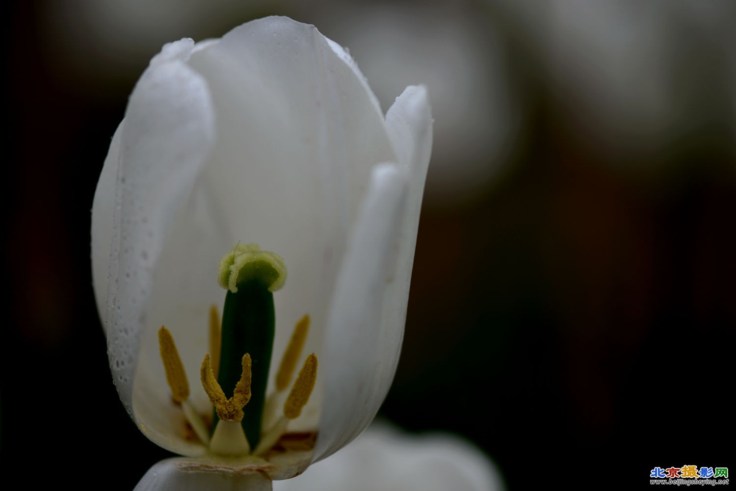 郁金香花蕊  三