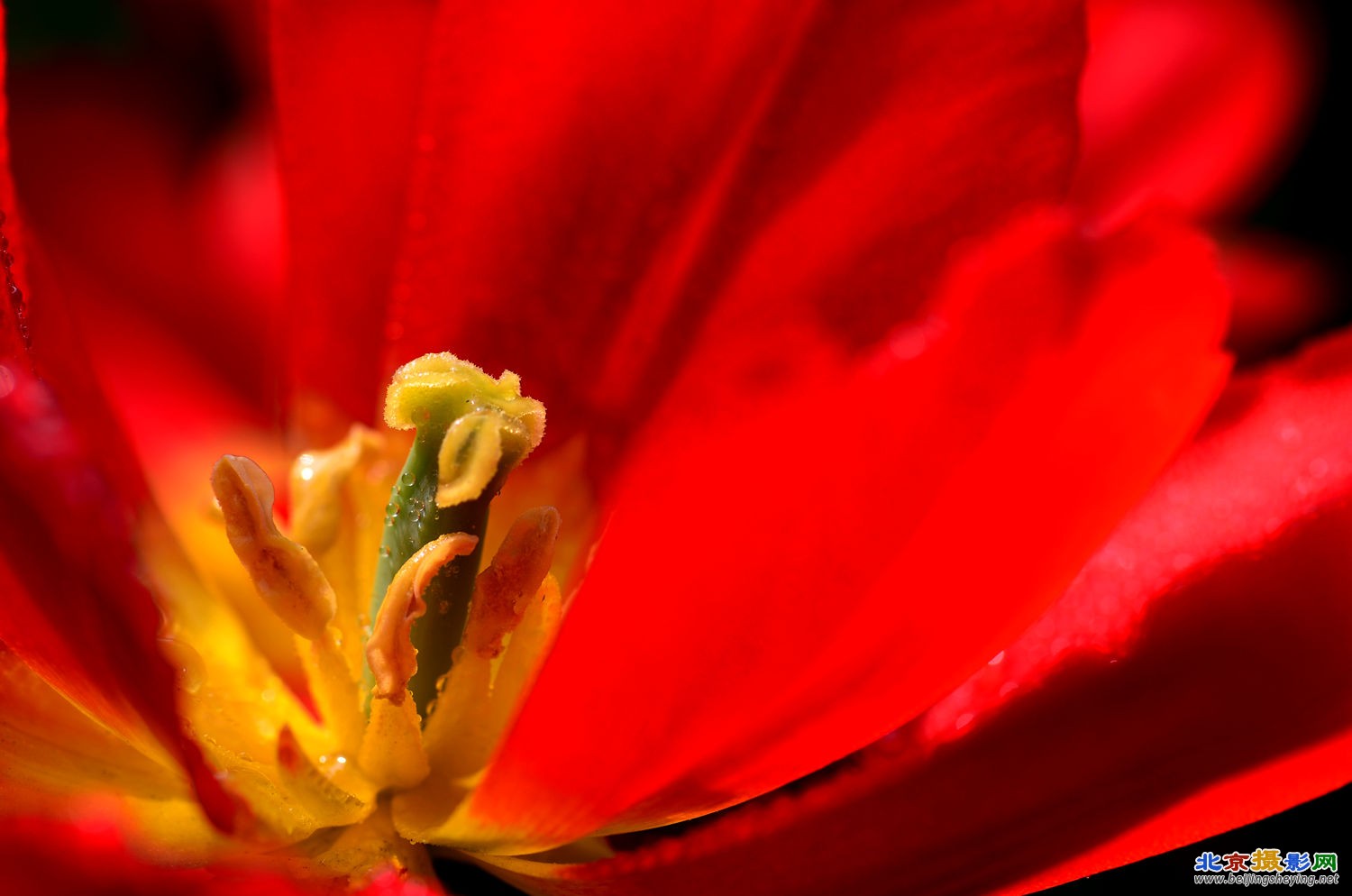 郁金香花蕊  三