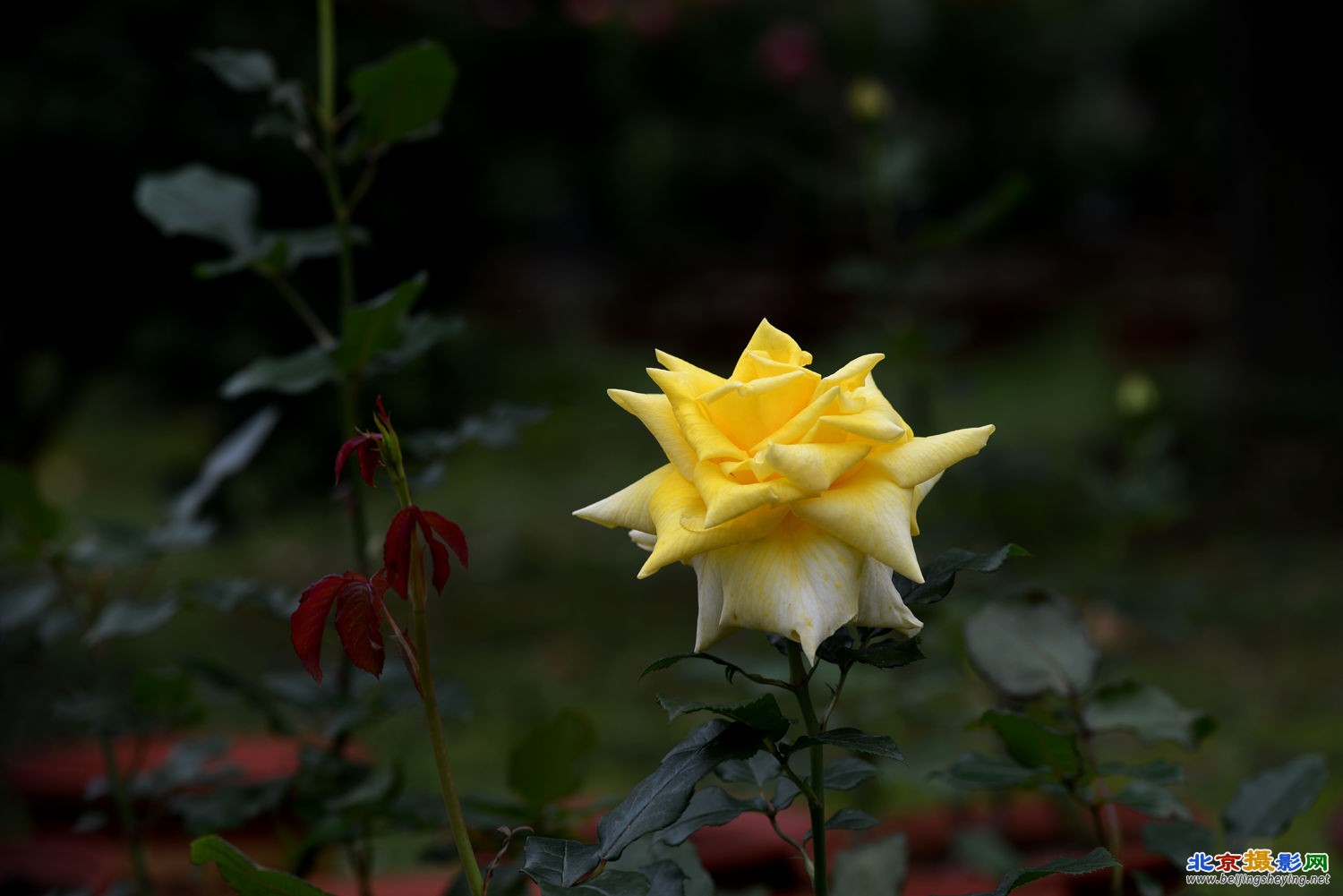 花中皇后   月季花