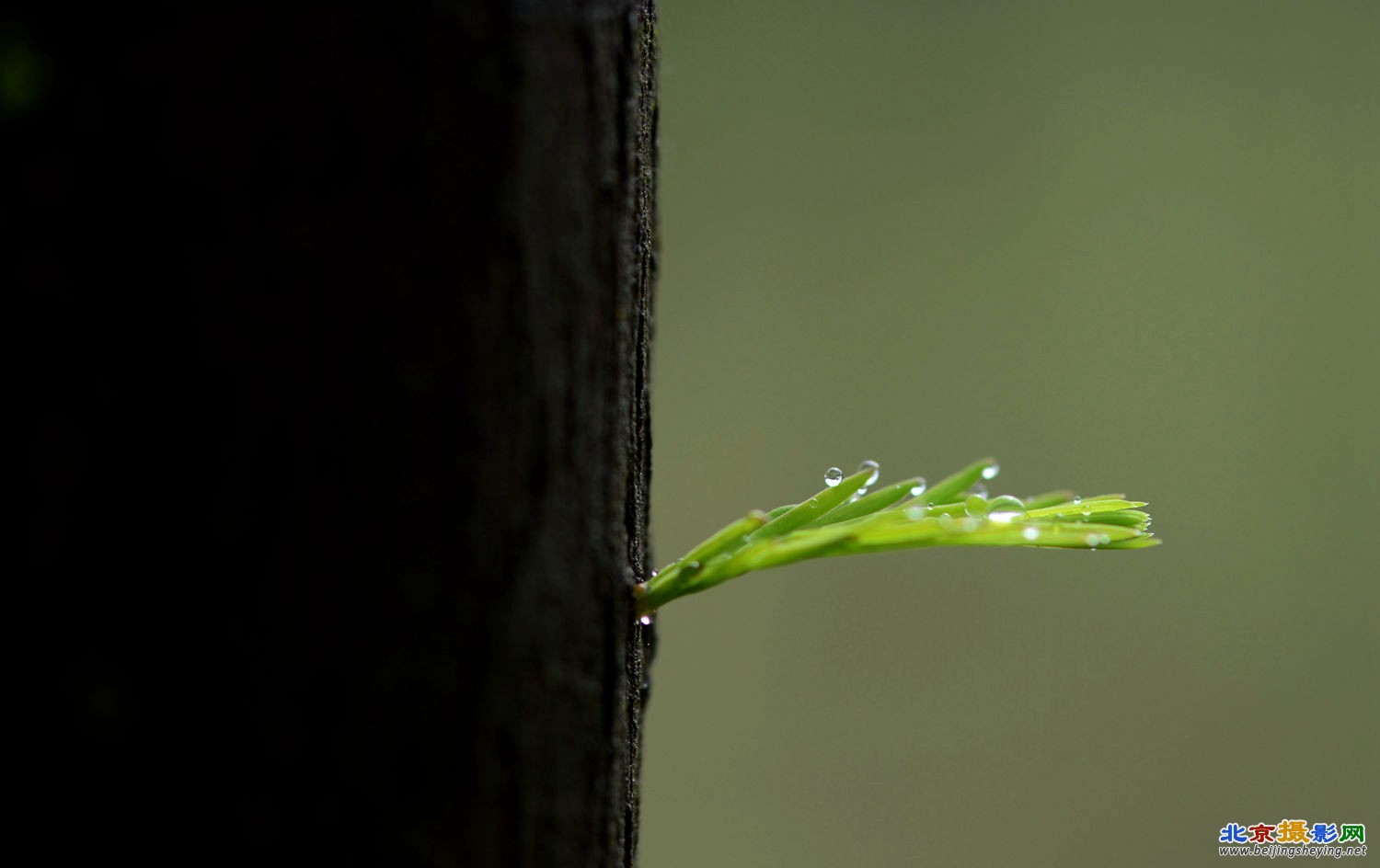 春雨滋润