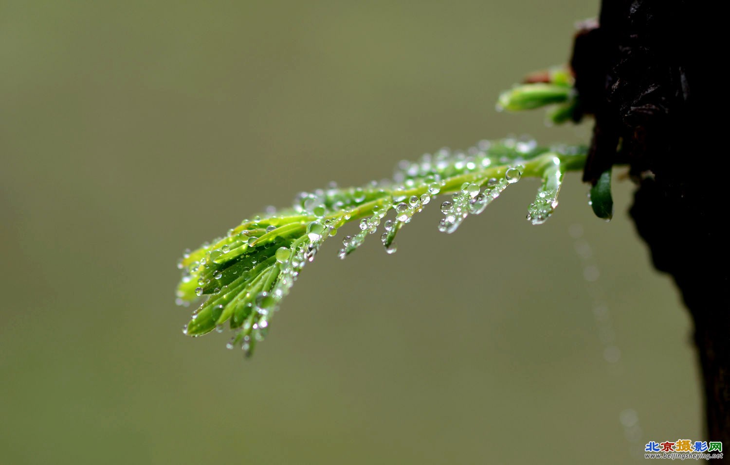 春雨滋润