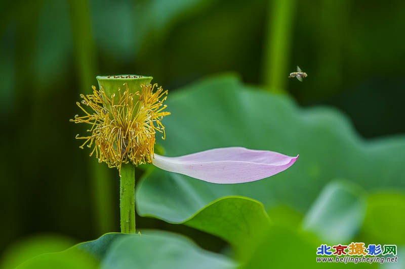 花败蜂也去.jpg