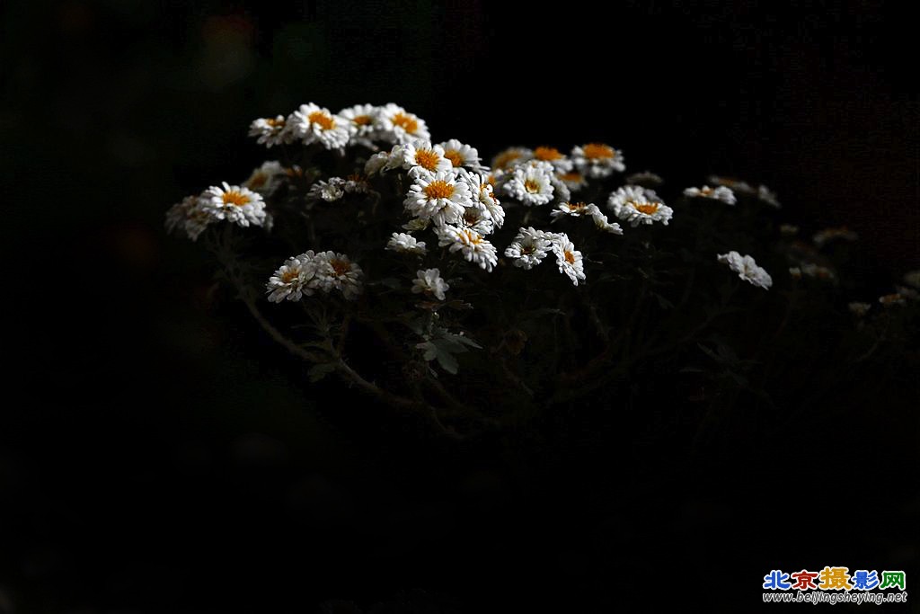 秋菊