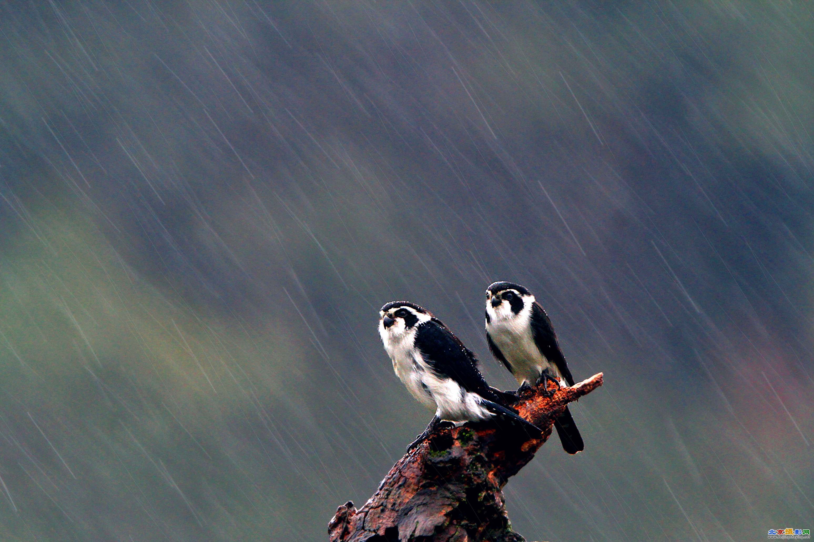 风雨何所惧.jpg