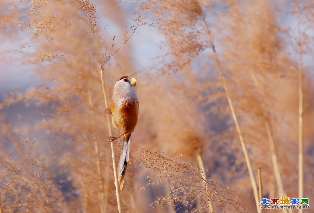 DSC_0311 副本副本.jpg