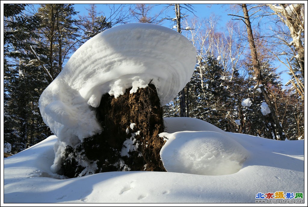 雪灵芝_副本.JPG