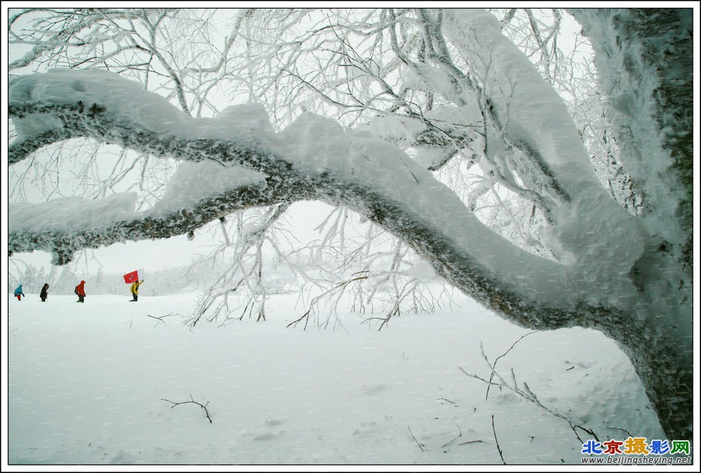 雪原1_副本.JPG