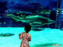 北京海洋馆水族动物