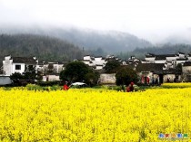 安徽西递《油菜花》