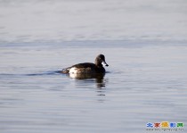 宛平湖凤头潜鸭