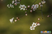 不觉一夜寒风过，红雨先来点春光