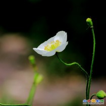 《冰岛虞美人》又名冰岛罂粟花（拍摄于植物园）