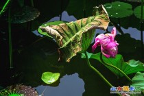 2015.07.24.【花雨晴天落，松风终日来】