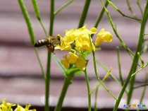 蜜蜂采花作黄蜡 【宋】苏轼诗句