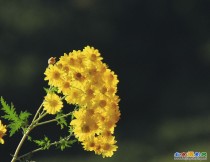 野菊花