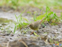 栗鵐【雌鸟】