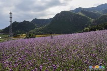 美丽山村（蔡家洼）2