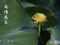 莲花池一组莲花 请老师们指点